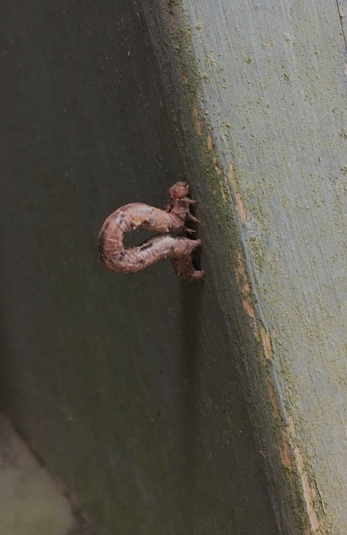 An inchworm (geometer moth larva) I saw yesterday. I’ve mostly seen the smaller, bright green ones w