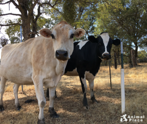 Jazzy (left) and Magnolia aren’t so sure about us meeting them way back in their pasture. They didn’