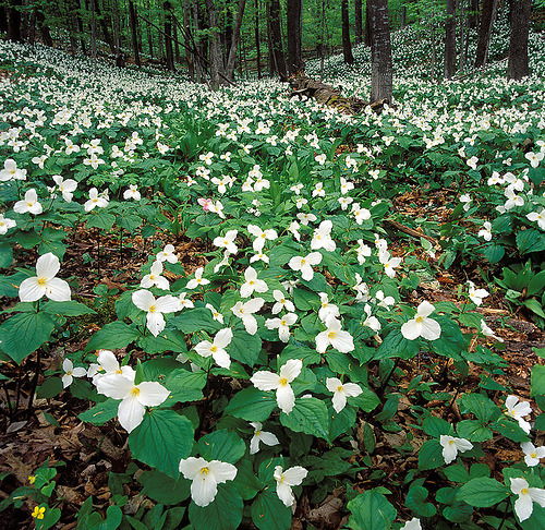 brentcasey:  Trillium 