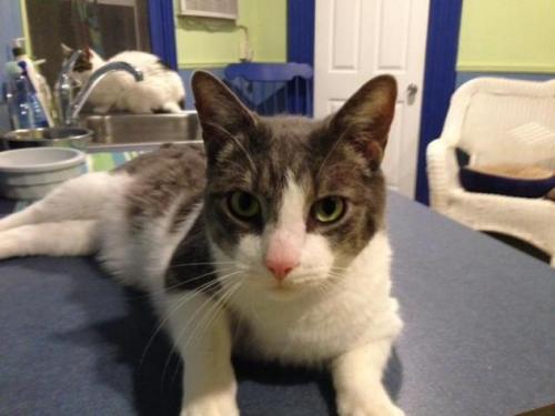 (via Meet R2D2, adoptable Domestic Short Hair Cat in Oyster Bay, NY)
