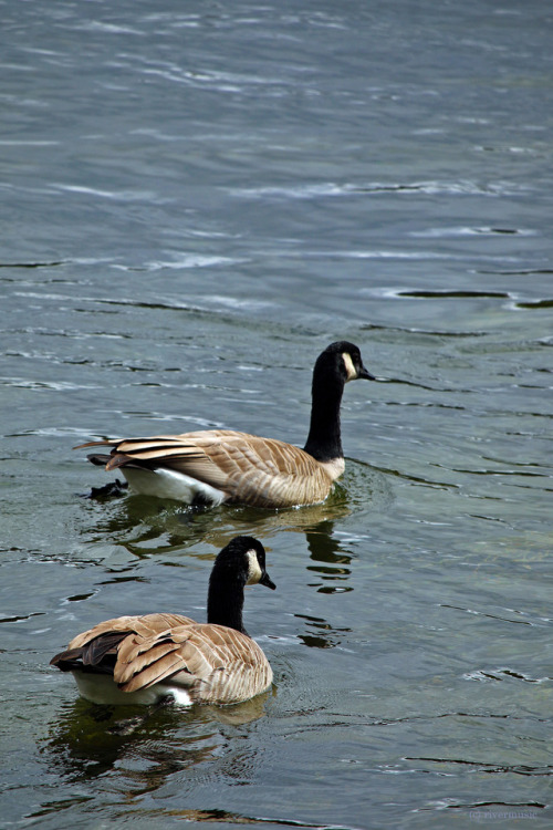 Canada Geese (Branta canadensis) feed peacefully along the banks of the Yellowstone Riverby riverwin