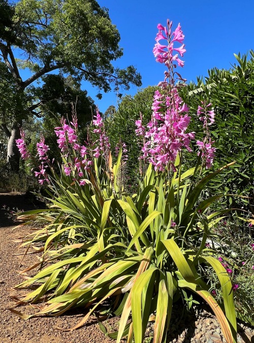 Watsonia hybridThis Watsonia cultivar came from Portugal, but it was bred from plants originating in