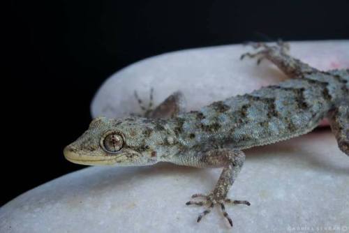 Kotschy’s gecko (Mediodactylus kotschyi). Credit: Serban Gabriel > For more pics, videos &a