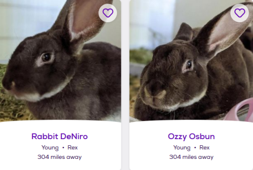 petfinder-names:www.petfinder.com/rabbit/rabbit-deniro-48408438/pa/pittsburgh/animal-friends