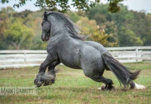 scarlettjane22: Beautiful blue roan Vanner stallion. &lt;3Photo by Mark J. Barrett Draft horses