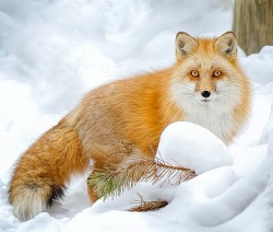 beautiful-wildlife:  Red Fox In Snow by LeeAnn