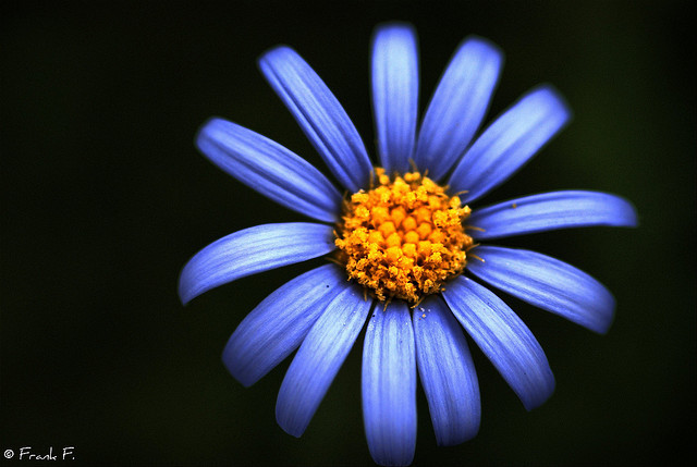 Blue Beauty by Frank_F. on Flickr.
