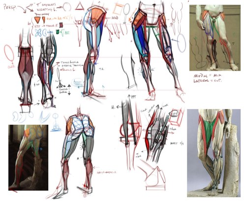 anatoref: Anatomy of the Legs and Feet dablacksaiyan You probably know this stuff already, but I hop