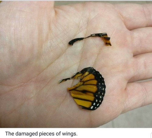 slytherinconservative:im-just-a-reaction:cinnaluna:This person…. fixes butterflies….. 