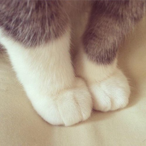 the-last-hair-bender: laughterkey:   thefingerfuckingfemalefury:  such soft toes   QUALITY CONTENT   THIS IS THE SHIT I CAME HERE TO SEE. GODDAMN FAT FUZZY TOES! 