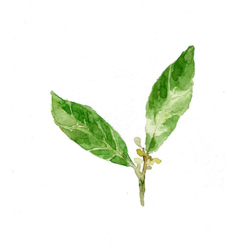 Bay laurel tree