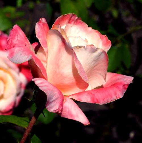 gothiccharmschool: staxilicious: Woodland Park Roses She takes wonderful photos. Hi Stax!