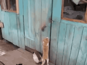 gifsboom:  Clever cat