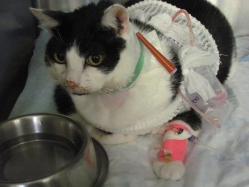 mostlycatsmostly:SIGNAL BOOST EMERGENCY. PLEASE REBLOG. Tater needs some serious surgery for a urina