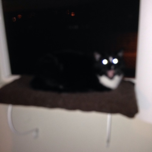 unflatteringcatselfies:  cocoa puff lives in a state of perpetual screaming 