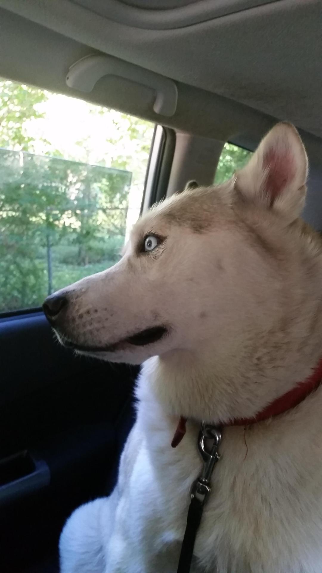awwww-cute:  My dog had some pain meds at the vet, talk about a stoned Husky!