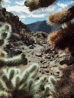 kevinruss:  New iPhone print: Cholla Frame