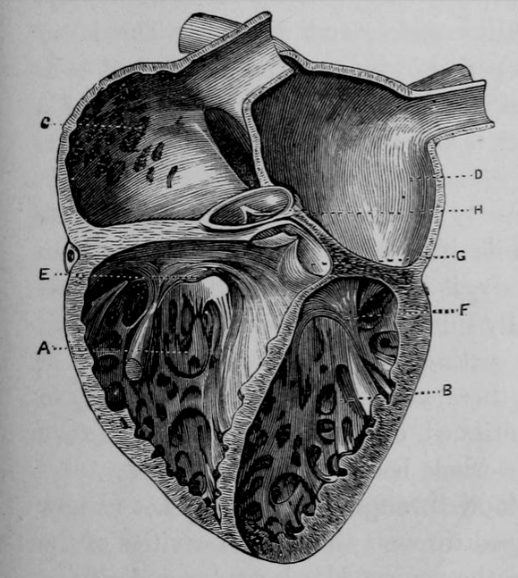 chaosophia218:  Joseph C. Hutchison - Anatomical Illustrations, “The Laws of Health”,