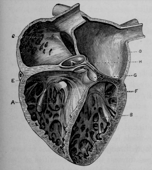 chaosophia218:  Joseph C. Hutchison - Anatomical Illustrations, “The Laws of Health”, 1884.