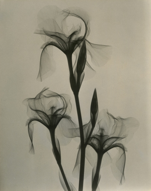 Dr. Dain L. Tasker | Fleur-de-Lis, 1936.