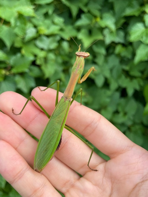 Heres An Interesting Female Chinese Mantis I Found Hanging Out In A Porcelainberry Patch. The Yellow