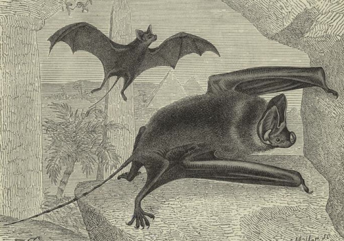 humanoidhistory:  A selection of illustrated bats from The Royal Natural History, an 1894 publication with engravings by Adalbert Müller. (New York Public Library) 