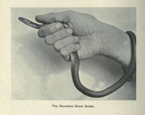 nemfrog - “The harmless grass snake.” Nature stalking for...