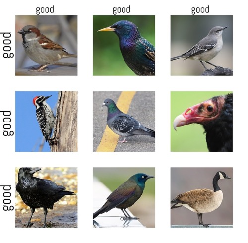 nanonaturalist: todaysbird: ‘pest’ birds alignment chart @5mmhookforworsted Oliver is al