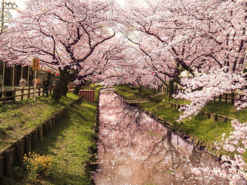 Shingashi River in Kawagoe [Explore] by chikuma_riv Via Flickr: 川越 氷川神社ウラの新河岸川