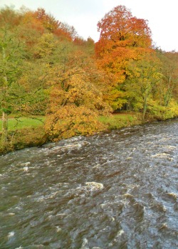 vwcampervan-aldridge:  Autumn trees and rapids