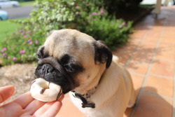 calithepug:  donut ever let me go  