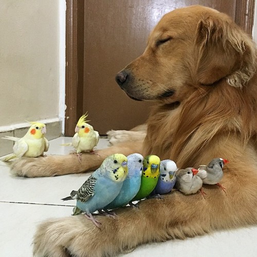 silverslytherins:drunkvanity:sasstricbypass:boredpanda:A Dog, 8 Birds And A Hamster Are The Most Unu