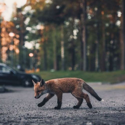 Urban Fox Cub: Konsta Punkka