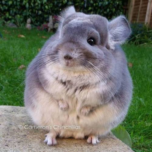 mymodernmet:Adorable Violet Chinchillas Look Like Perfect Circles from Behind