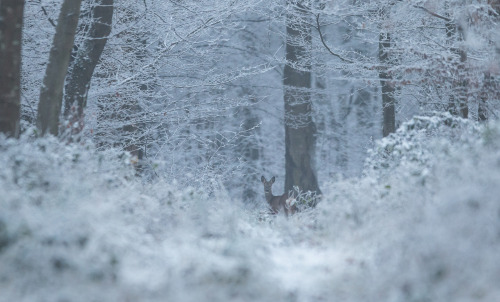   Nouvelle année sous la neige by Eric Penet