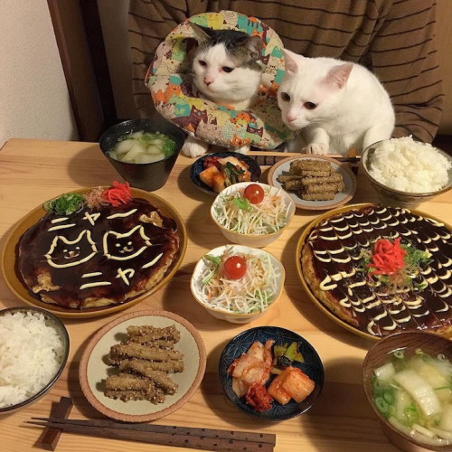 Curious Cats Love To Appraise Their Humans Culinary Skills
