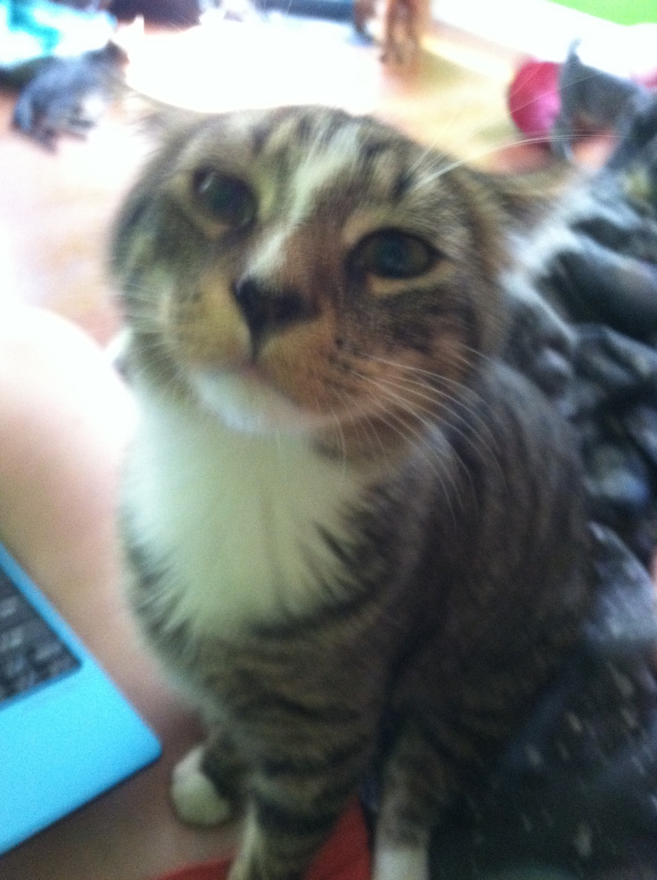 FurBaby Aiden