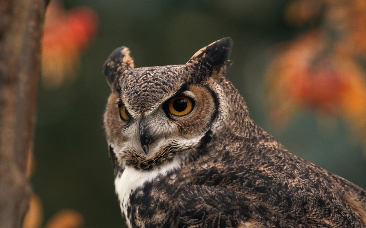 daily owls