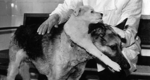 through-a-historic-lens:This is a two-headed dog that was created in 1959 by Soviet scientist Vladim