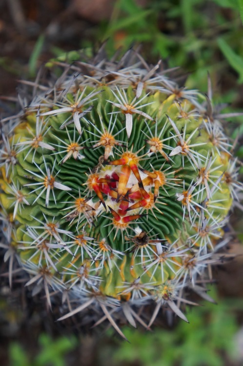 eyeofageo: Close up of a cactus near Las Nieves, Zacatecas.