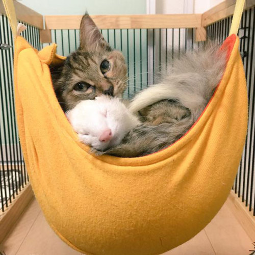 ravi-0-li:  thewifeofpapyrus:  ancientfinnishgoddess:  haveahiddles:  awesome-picz:    Rescue Kitten Adopted By 5 Ferrets Thinks It’s A Ferret Too    Well ferrets are basically a cross between a cat and a friendly snake… so not a big reach there.