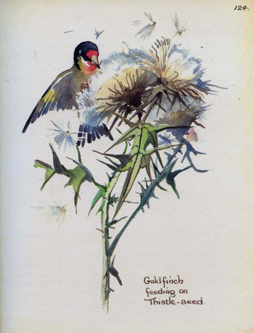 firmbelieverjulia:Edith Holden