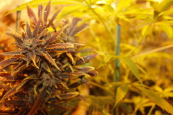 cannabiscurls420:  Blue dreams so purple!