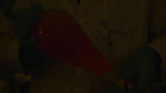 Playing With The Glowstick Reaction Using TCPO (bis(2,4,6-trichlorophenyl) Oxalate). 