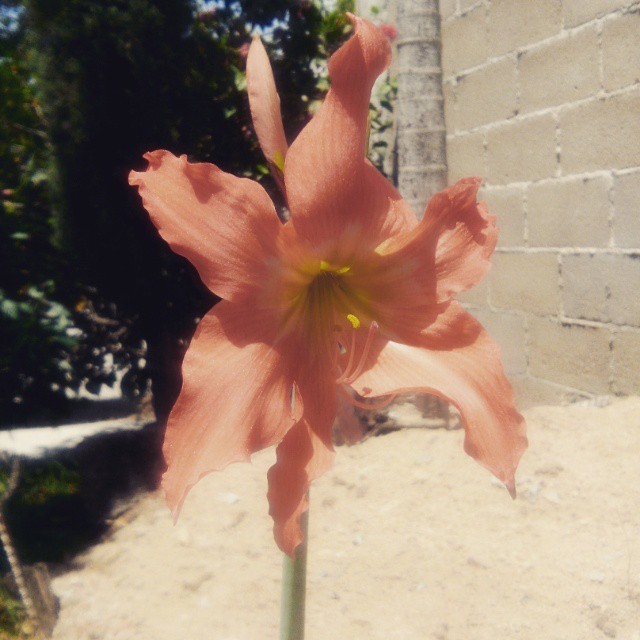 dlmazo:  #flower#instamoment