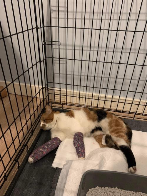 Please Send Love To My Sisters Cat Who Was Hit By A Car This Morning
