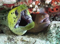 dynamicoceans:  Moray Eels To breath they open and close their mouths to force water over their gills. Video