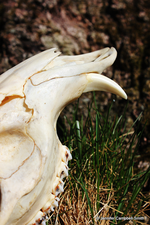 One of my favorite skulls in my collection, this is a Reeves&rsquo; muntjac (Muntiacus reevesi).