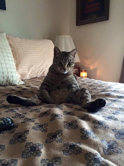 cute-overload:He always sits like this……cute-overload.tumblr.comsource: imgur.com/r/aw