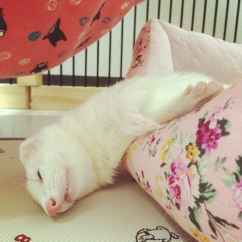 thefluffingtonpost:  PHOTO OP: Ferret Naps Are Serious Via myk0626. Love animals as much as we do? Check out explore.org’s network of live puppy and kitten cameras.